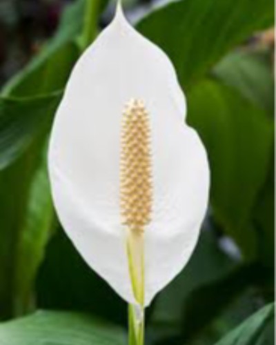 Olive Kathleen SARGENT